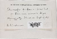 Claviceps purpurea image