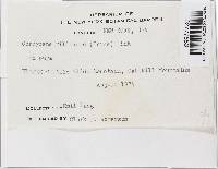 Cordyceps militaris image