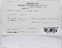 Cordyceps militaris image