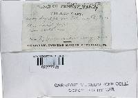 Cordyceps militaris image