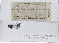 Cordyceps militaris image