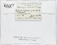 Claviceps cinerea image