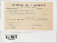 Claviceps purpurea image