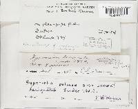 Moelleriella turbinata image