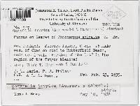 Corynelia tropica image