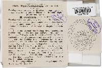 Corynelia tropica image