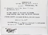 Cryphonectria parasitica image