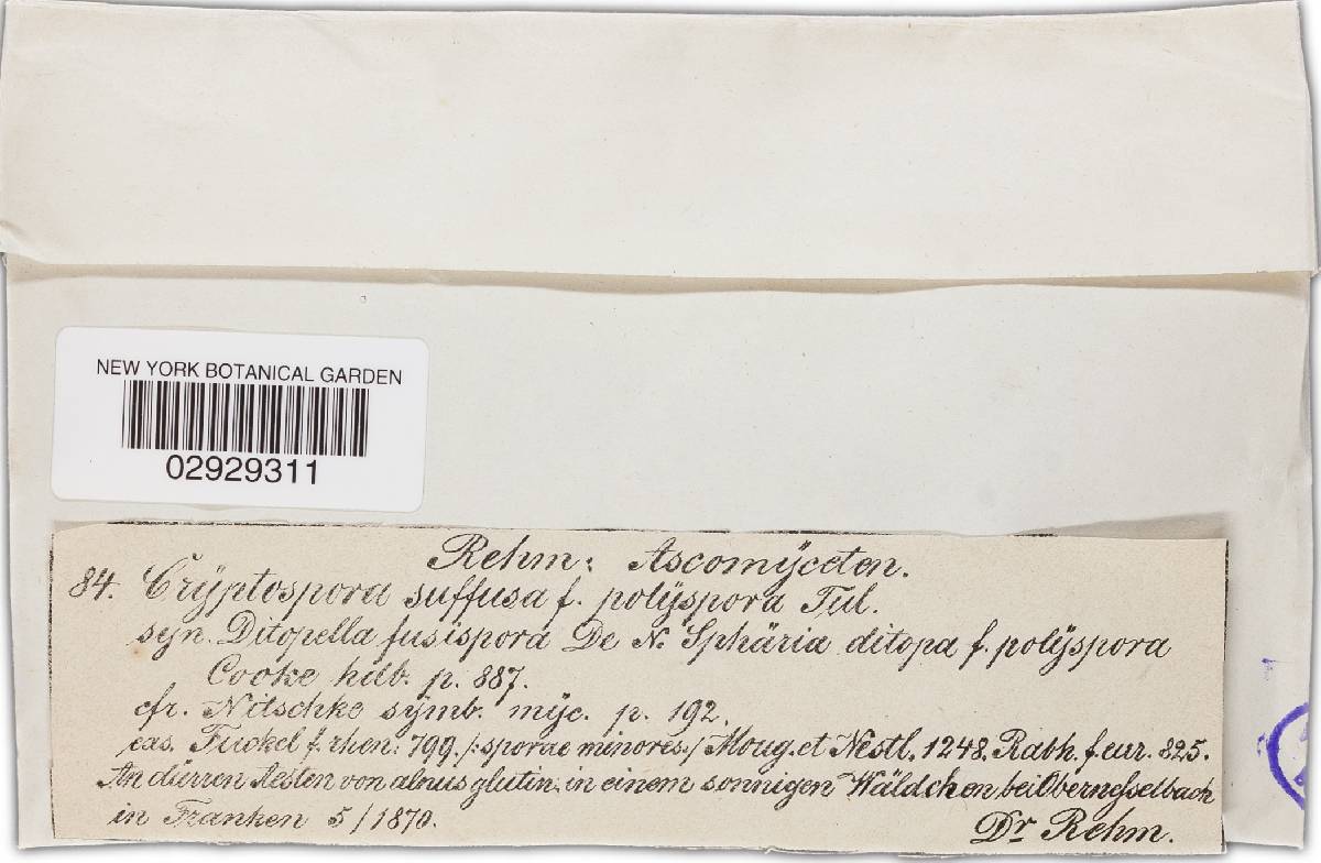 Cryptosporella suffusa image