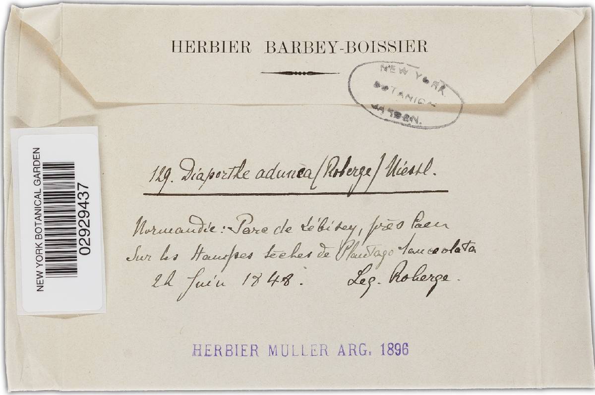 Diaporthe adunca image