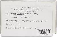 Diaporthe arctii image