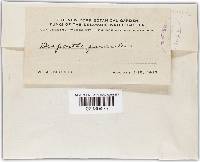 Cryphonectria parasitica image