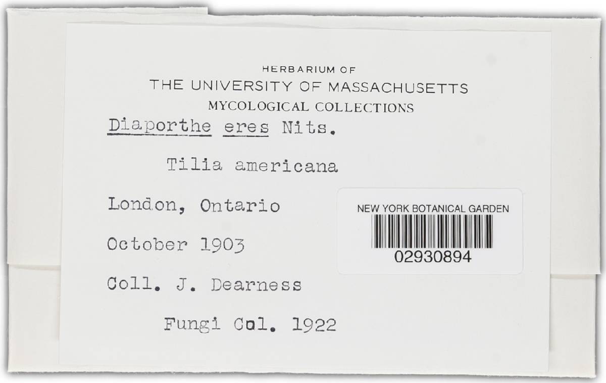 Diaporthe eres image