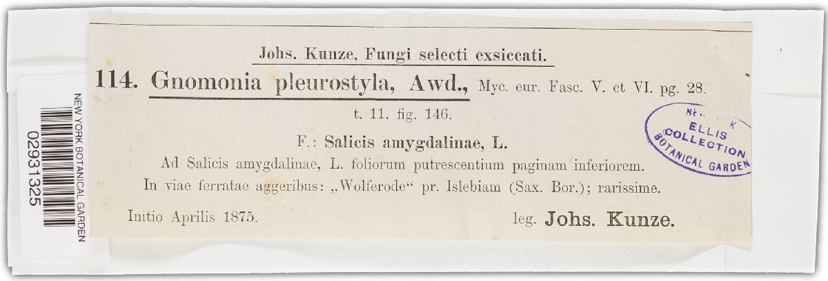 Gnomonia pleurostyla image