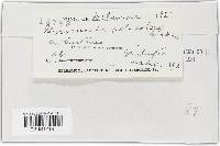 Gnomonia setacea image