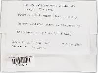 Plagiostoma lugubre image