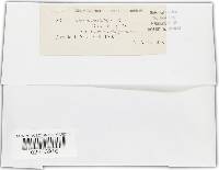 Valsa delicatula image