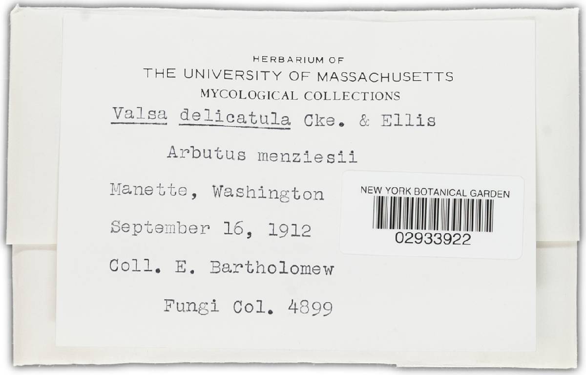 Valsa delicatula image