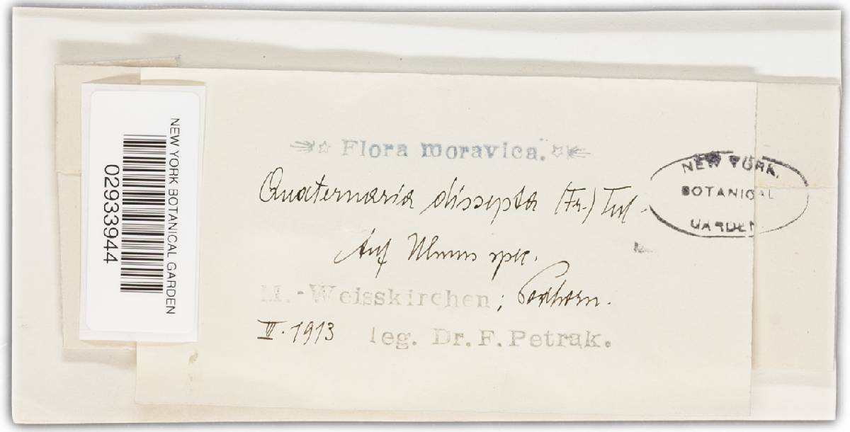 Quaternaria dissepta image