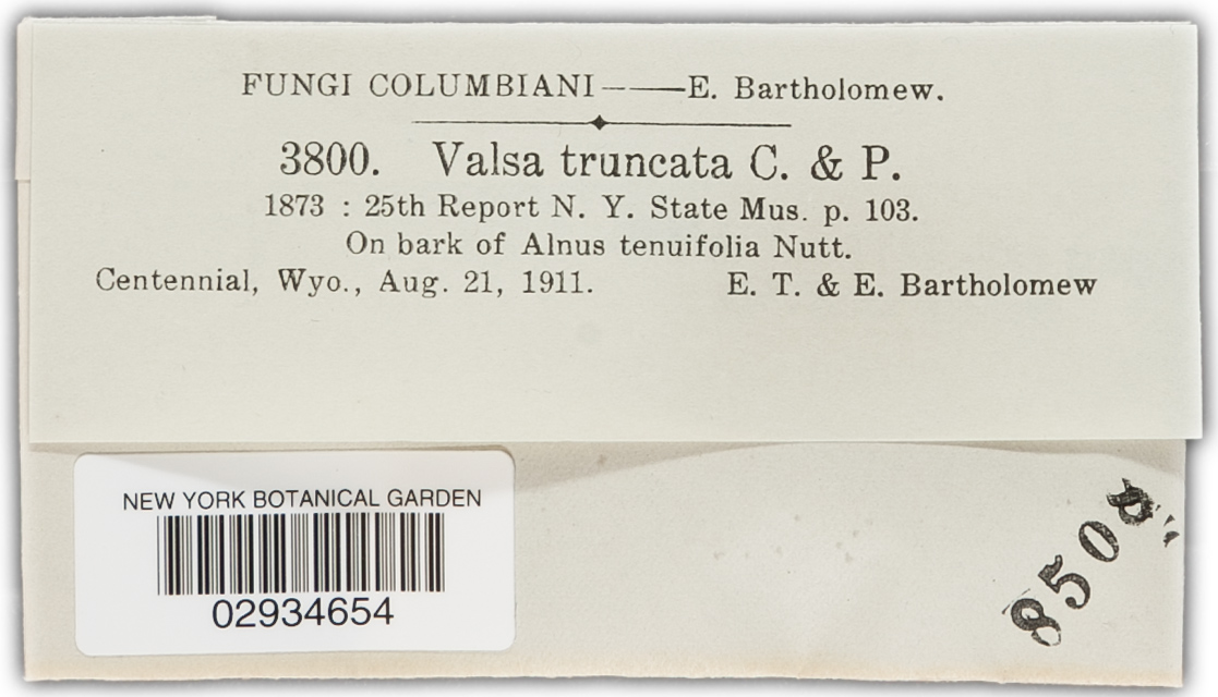 Valsa truncata image