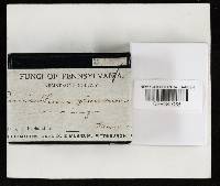 Penicillium glaucum image