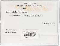 Penicillium glaucum image