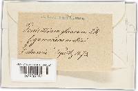 Penicillium glaucum image