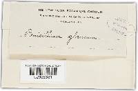 Penicillium glaucum image