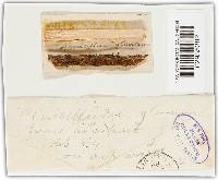 Penicillium glaucum image