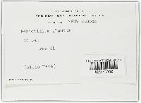 Penicillium glaucum image