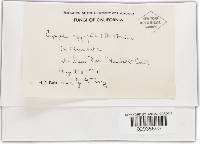 Erysiphe aggregata image