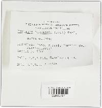 Erysiphe aggregata image