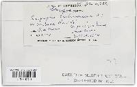 Golovinomyces cichoracearum image