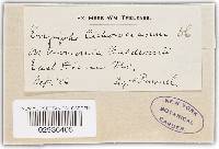 Golovinomyces cichoracearum image