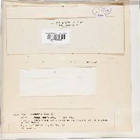 Golovinomyces cichoracearum image