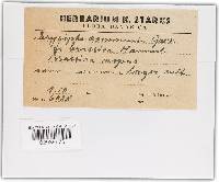 Golovinomyces cichoracearum image