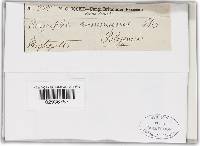 Golovinomyces cichoracearum image