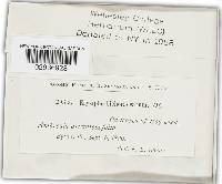 Golovinomyces cichoracearum image