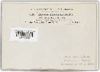 Golovinomyces cichoracearum image