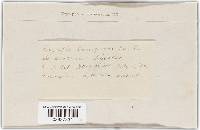 Golovinomyces cichoracearum image