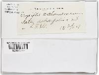 Golovinomyces cichoracearum image