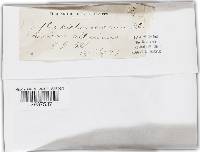 Golovinomyces cichoracearum image