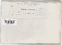 Golovinomyces cichoracearum image