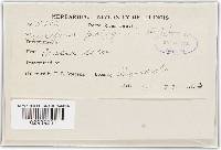 Erysiphe polygoni image