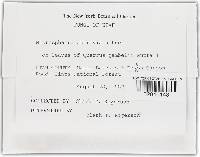 Microsphaera abbreviata image