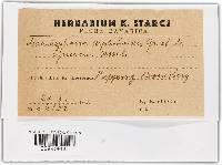 Microsphaera alphitoides image