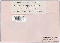 Microsphaera grossulariae image