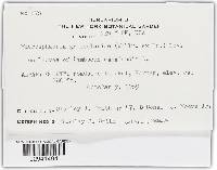 Microsphaera grossulariae image