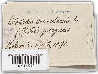 Microsphaera grossulariae image