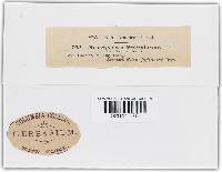 Microsphaera grossulariae image