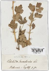 Microsphaera grossulariae image